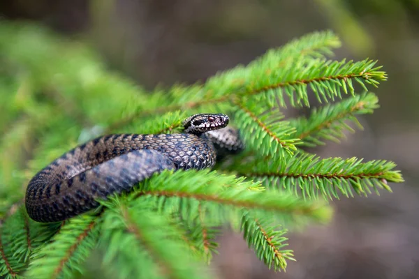 Vipera berus víbora venenosa no verão no ramo da árvore — Fotografia de Stock