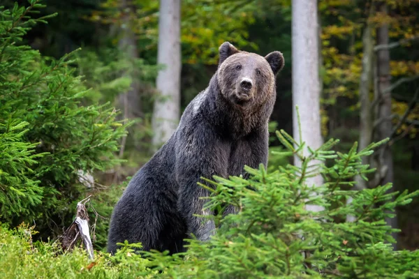 Бурый медведь в осеннем лесу — стоковое фото