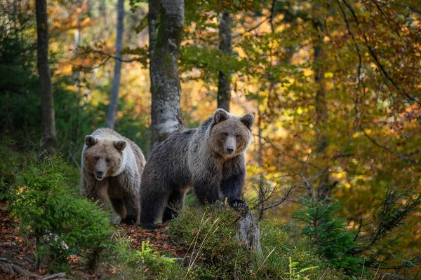 Urso marrom na floresta de outono — Fotografia de Stock