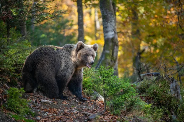 Medvěd hnědý v podzimním lese — Stock fotografie