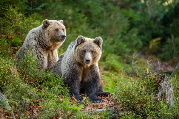 Bruine beer in herfstbos — Stockfoto