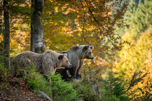 가을 숲에 사는 갈색 곰 — 스톡 사진