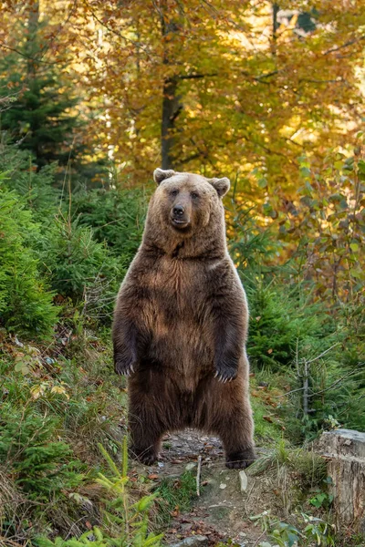 Ours brun dans la forêt d'automne — Photo