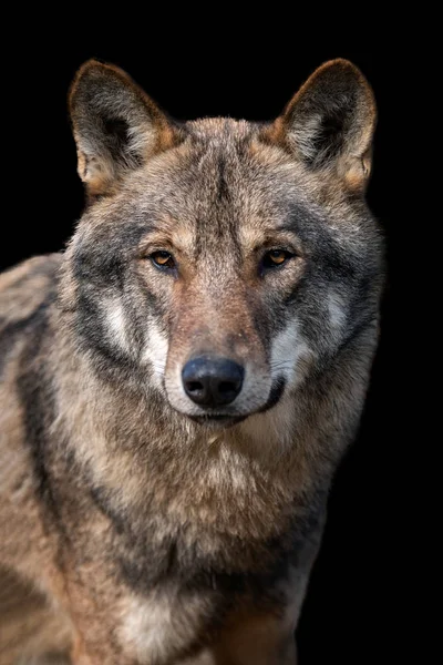 Κοντινό πορτρέτο ενός γκρίζου λύκου (Canis Lupus) — Φωτογραφία Αρχείου