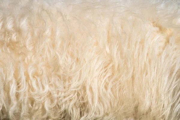 Fehér bozontos szőrme textúra háttér. bézs gyapjú — Stock Fotó