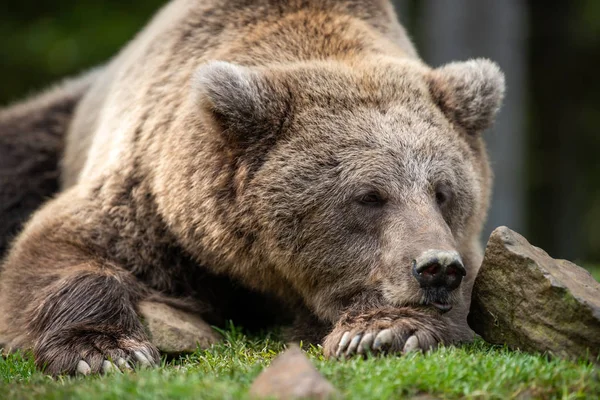 Beau portrait en gros plan de l'ours brun — Photo