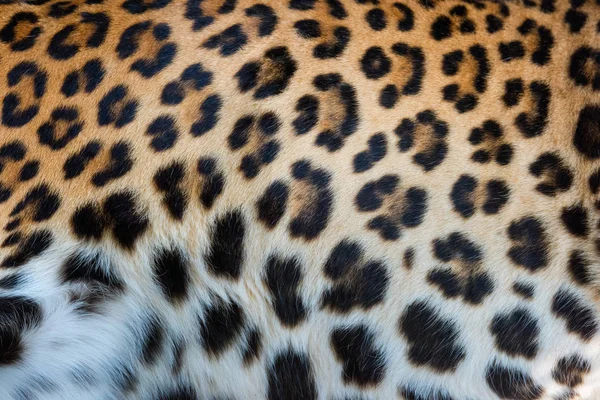 Textura de piel real de leopardo — Foto de Stock