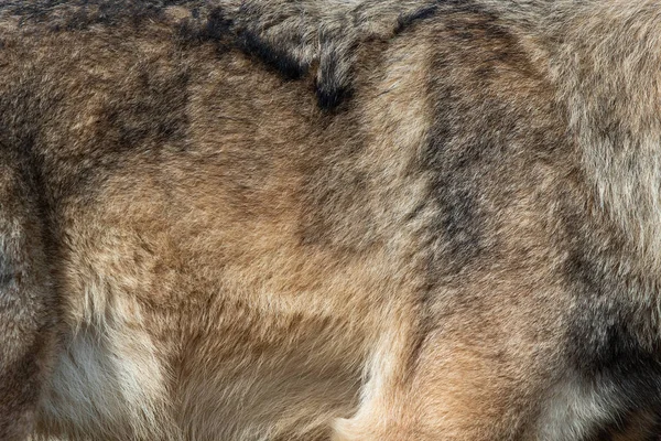 Wolf kožešiny pozadí textura obrázek pozadí — Stock fotografie