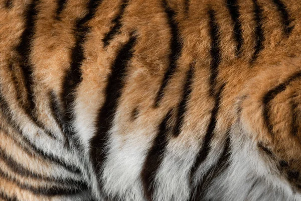 Echte Haut Textur des Tigers — Stockfoto