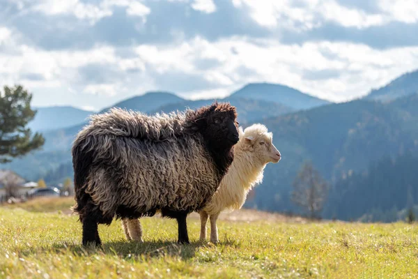 Pecore al pascolo in montagna — Foto Stock