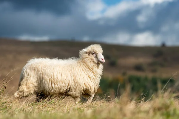 Ovejas en los pastos en las montañas — Foto de Stock