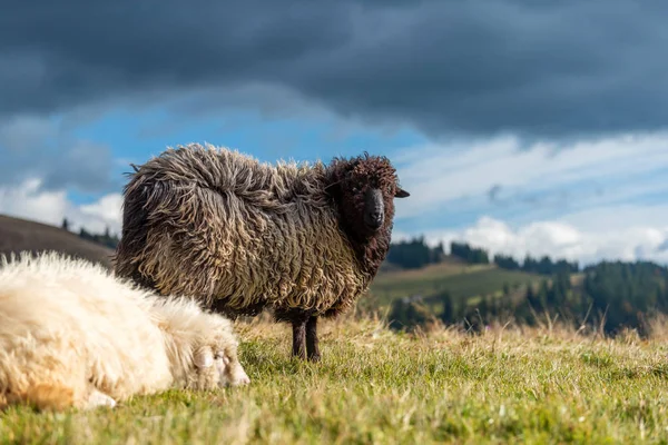 Ovejas en los pastos en las montañas — Foto de Stock