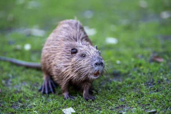 Nehir Kıyısındaki Çimlerde Genç Coypu Myocastor Coypus Kemirgen Aynı Zamanda — Stok fotoğraf