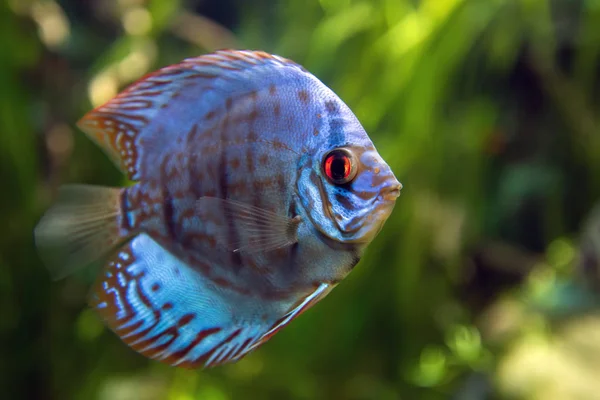 Discus in an aquarium on a green background — Stock Photo, Image