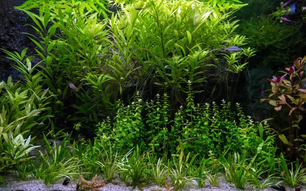 Пресноводный аквариум с тропическими рыбами и водными растениями — стоковое фото