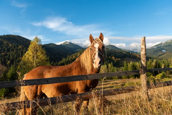 Коричневая лошадь на лугу в горной долине — стоковое фото