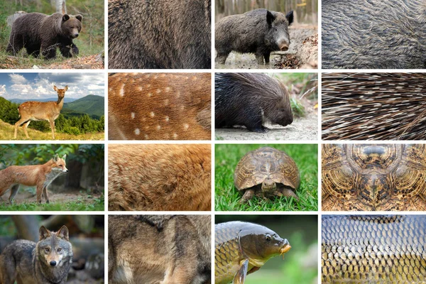 Colección de ocho animales y sus verdaderas texturas de piel —  Fotos de Stock