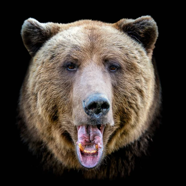 Piękne zbliżenie portret niedźwiedzia brunatnego — Zdjęcie stockowe