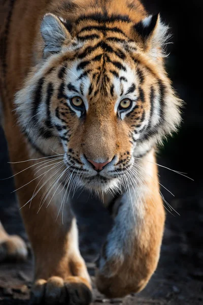 Retrato de cerca de un tigre siberiano —  Fotos de Stock