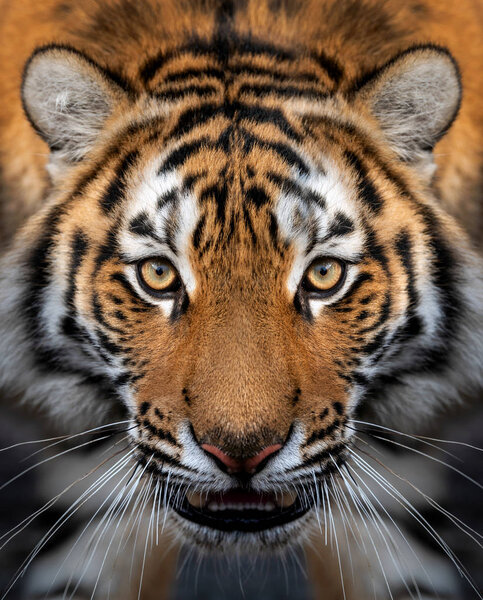 Close up view portrait of a Siberian tiger