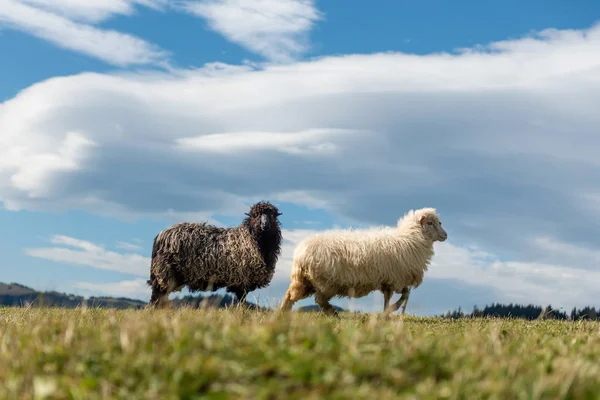 Pecore al pascolo in montagna — Foto Stock