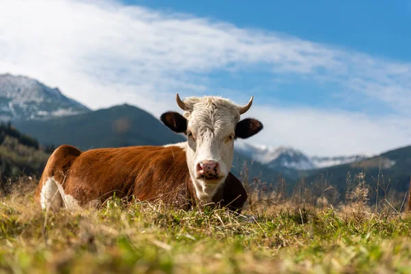 Hnědá kráva na pastvinách v horách — Stock fotografie