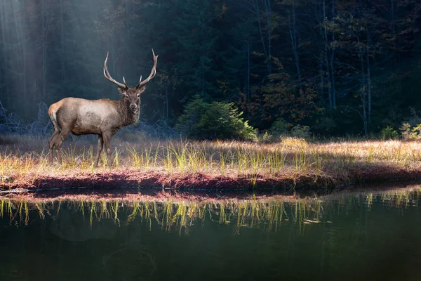 Belos cervos fica na margem de um lago de floresta de outono — Fotografia de Stock