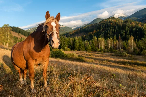 Cheval brun dans une prairie dans la vallée de montagne — Photo