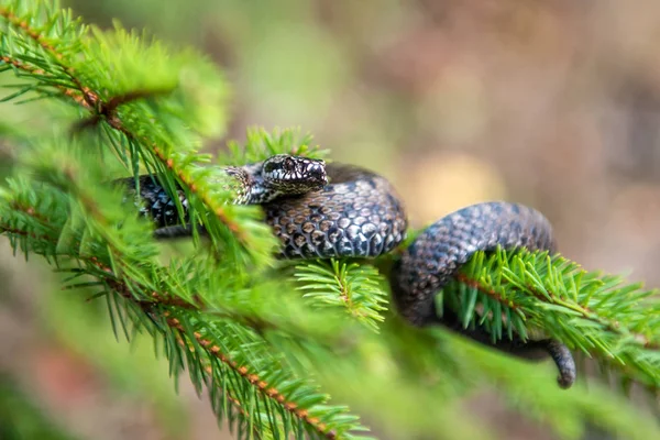 Vipera berus jedovatá zmije v létě na větvi stromu — Stock fotografie