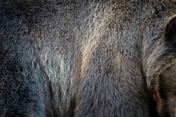 Close real brown bear fur texture