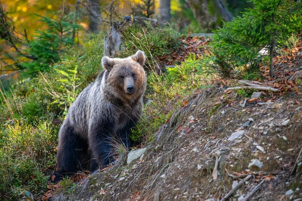 Medvěd hnědý v podzimním lese — Stock fotografie