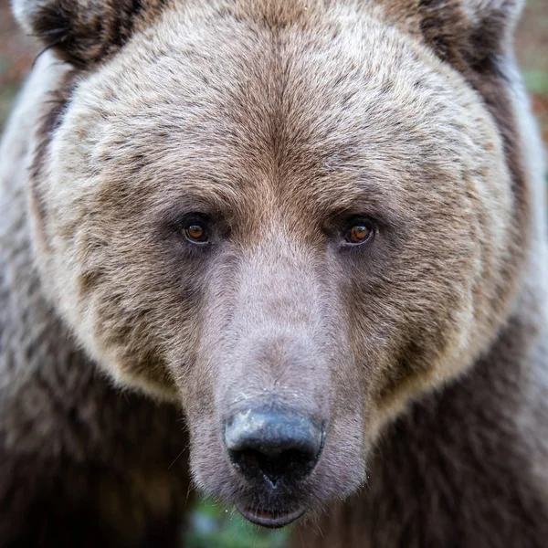 Piękne zbliżenie portret niedźwiedzia brunatnego — Zdjęcie stockowe