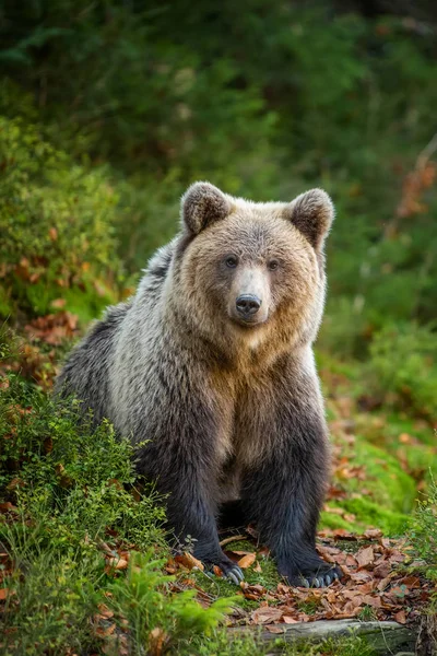 Urso marrom na floresta de outono — Fotografia de Stock