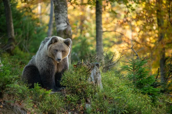 가을 숲에 사는 갈색 곰 — 스톡 사진
