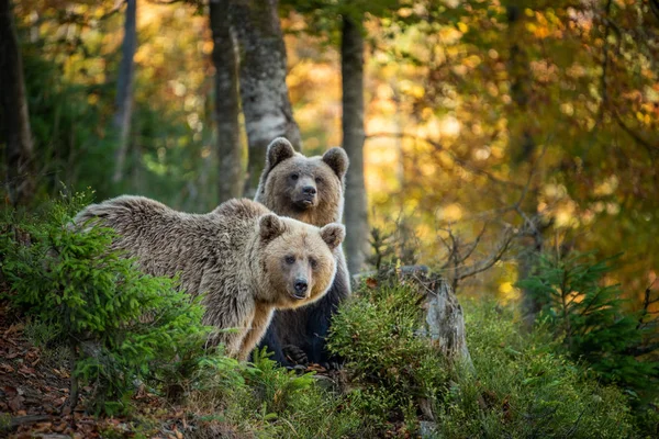 Brunbjörn i höstskogen — Stockfoto