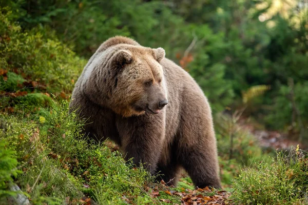 Oso pardo en bosque de otoño — Foto de Stock