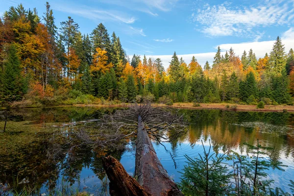 Forest lake in autumn colorful foliage — Stock Photo, Image