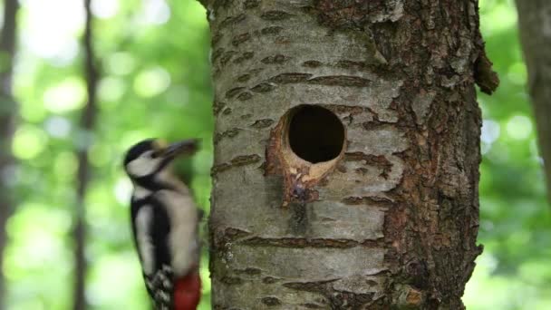 Woodpecker Feeds Offspring Hollow Bird Peeks Out House Animal Natural — Stock Video