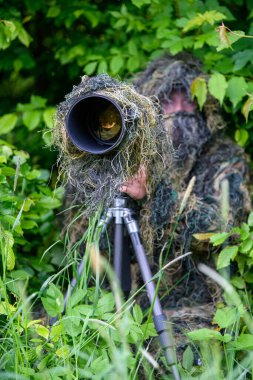 Vahşi doğada çalışan, yazın giydiği kamuflaj kıyafetiyle vahşi yaşam fotoğrafçısı.