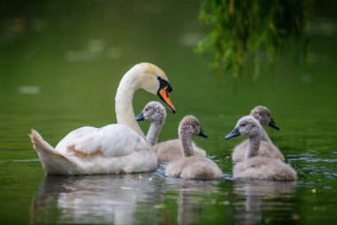Bebeği olan dilsiz kuğu Cygnus renginde. Yazın sakin sularda Cygnet 'ler. Doğadaki kuş yuvası. Vahşi yaşam sahnesi