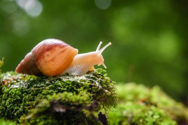 Kahverengi salyangoz (Afrika salyangozu, Achatina fulica) yeşil yosun üzerinde sürünür