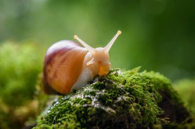 Kahverengi salyangoz (Afrika salyangozu, Achatina fulica) yeşil yosun üzerinde sürünür