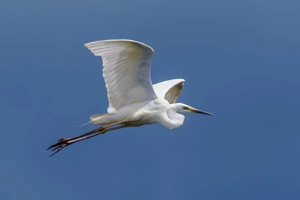 White Heron Great Egret Fly Sky Background Water Bird Nature — Stock Photo, Image