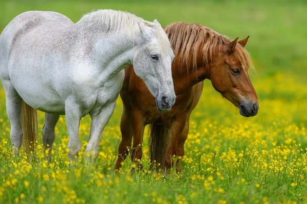 Vit Och Brun Häst Fältet Gula Blommor Jordbruksdjur Äng — Stockfoto