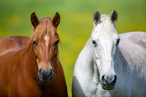 Cavalo Branco Marrom Campo Flores Amarelas Animais Exploração Prado — Fotografia de Stock