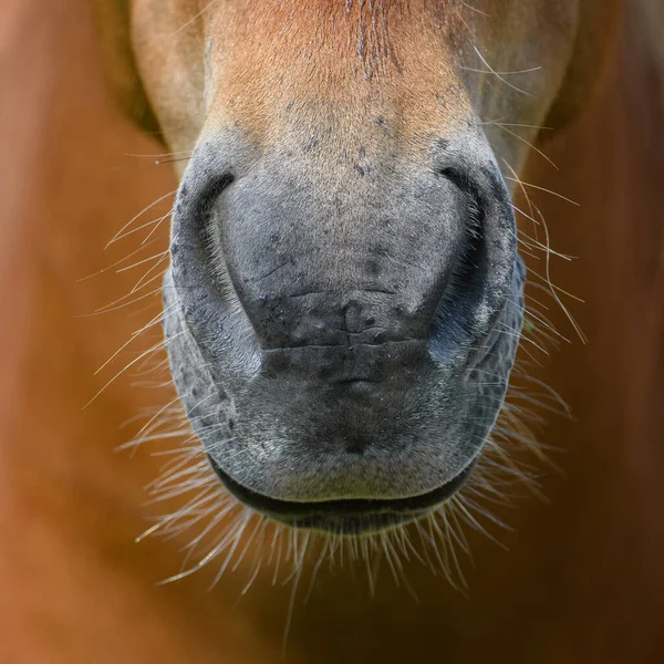 Close Nariz Nos Detalhes Cavalo Marrom — Fotografia de Stock