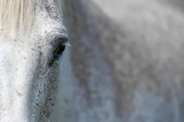 灰色の馬の目は 太陽に照らされた まつげに焦点を当てます 農場の動物 — ストック写真