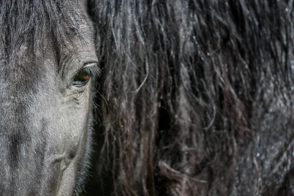 黑马的眼睛被太阳照亮了专注于睫毛 农场动物 — 图库照片