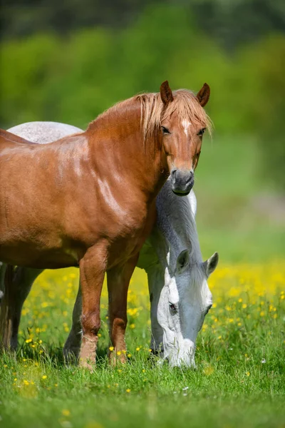 White Brown Horse Field Yellow Flowers Farm Animals Meadow — Stock Photo, Image