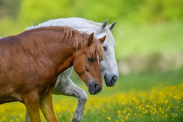 Cavalo Branco Marrom Campo Flores Amarelas Animais Exploração Prado — Fotografia de Stock